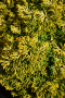 CYPRESS, BUTTERBALL 3 GALLON
