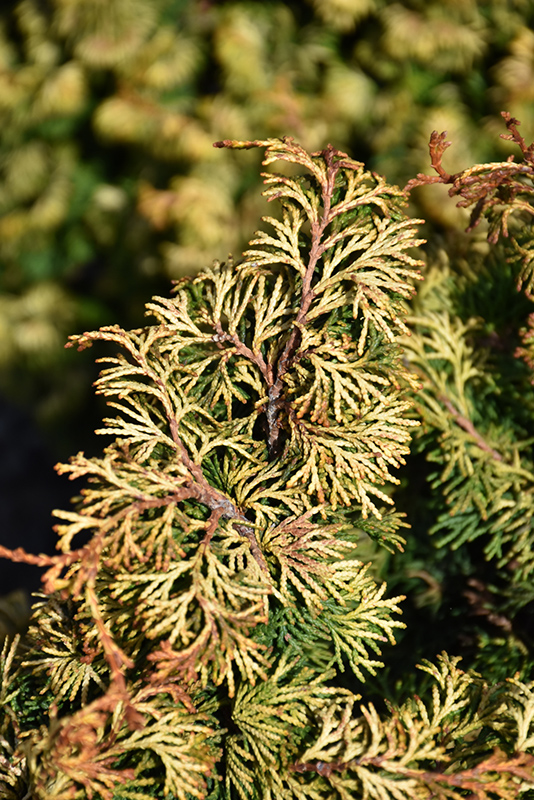 CYPRESS, GOLDEN NYMPH 3 GALLON