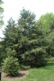 HEMLOCK, CANADIAN 10 GALLON