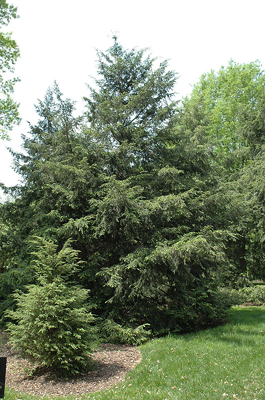HEMLOCK, CANADIAN 5 GALLON