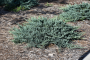 JUNIPER, BLUE CHIP 2 GALLON
