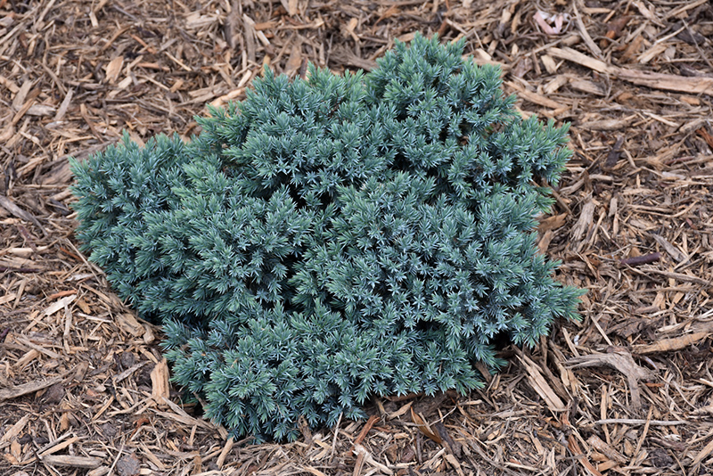 JUNIPER, BLUE STAR 5 GALLON