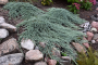 JUNIPER, ICEE BLUE 2 GALLON