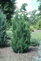 JUNIPER, BLUE POINT 10 GALLON