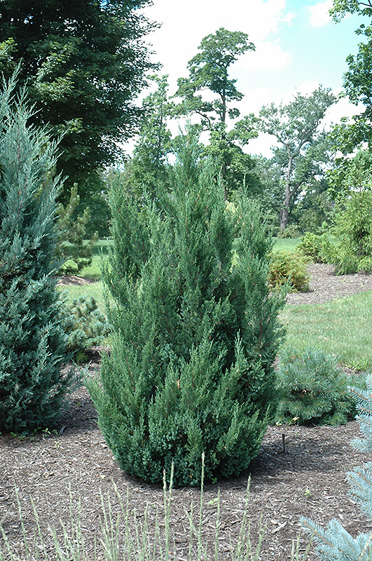 JUNIPER, BLUE POINT 7 GALLON