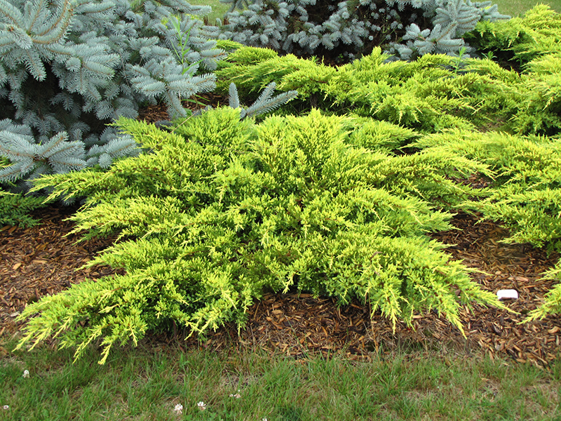 JUNIPER, DAUBS FROSTED 2 GALLON