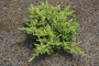 JUNIPER, GOLDEN PACIFIC 2 GALLON