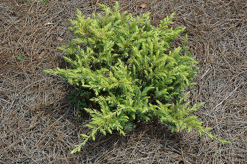 JUNIPER, GOLDEN PACIFIC 1.5 GALLON