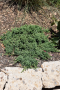 JUNIPER, GREENMOUND 5 GALLON