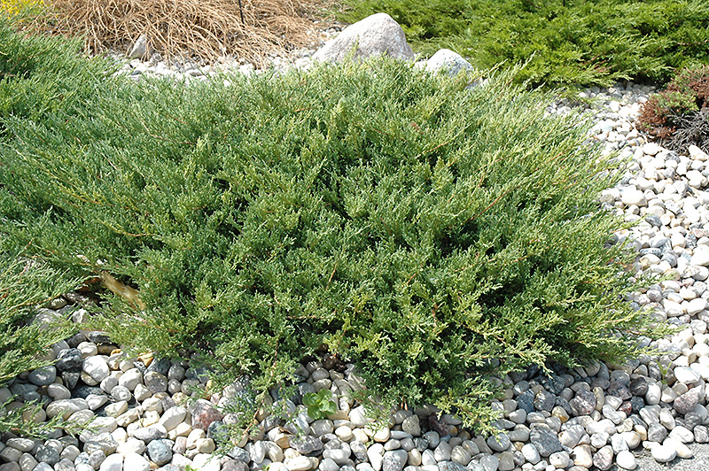 JUNIPER, ANDORRA 2 GALLON