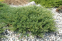 JUNIPER, ANDORRA 3 GALLON