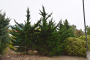 JUNIPER, CANAERTI 5-6'
