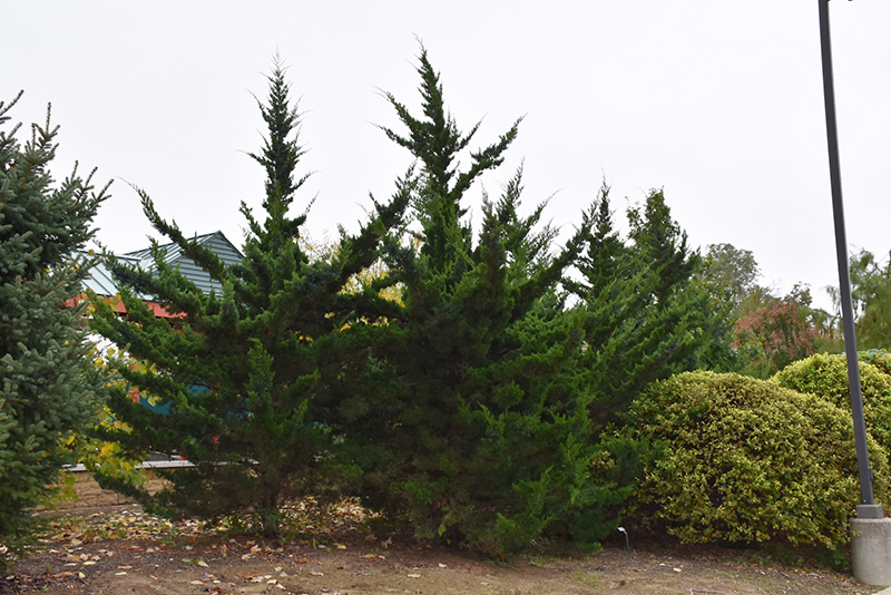 JUNIPER, CANAERTI 7 GALLON