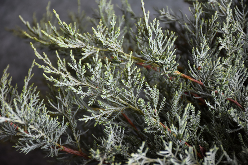 JUNIPER, GREY GUARDIAN 3 GALLON