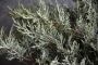 JUNIPER, GREY GUARDIAN 3 GALLON