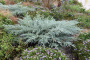 JUNIPER, GREY OWL 2 GALLON