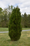 JUNIPER, SPARTAN 6 GALLON