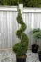 JUNIPER, SPARTAN SPIRAL 5 GALLON