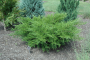JUNIPER, SEA GREEN 3 GALLON