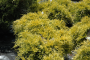 JUNIPER, SEA OF GOLD 2 GALLON