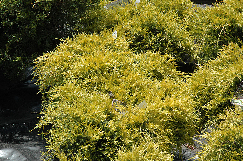 JUNIPER, SEA OF GOLD 5 GALLON