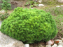 PINE, MUGO MOPS 5 GALLON