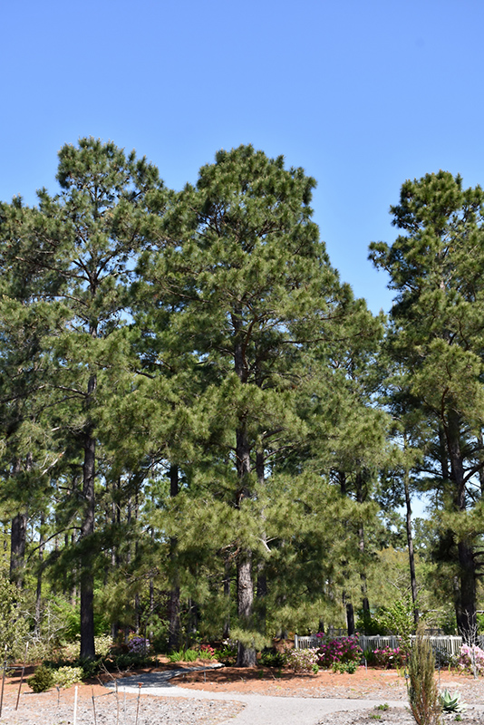 PINE, LOBLOLLY 6-7'