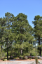 PINE, LOBLOLLY 6-7'