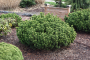 PINE, MUGHO SLOWMOUND 3 GALLON