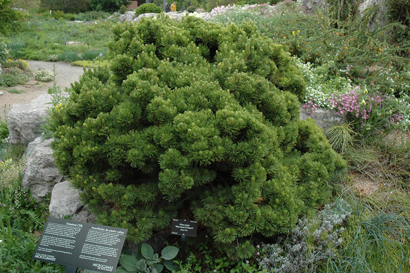PINE, MUGO SHERWOOD COMPACT 3 GALLON
