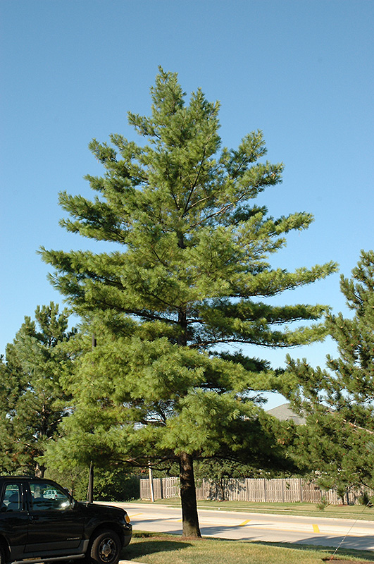 WHITE PINE 4-5'