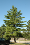 WHITE PINE 4-5'