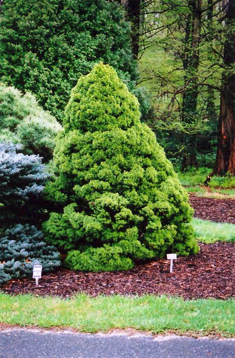 ALBERTA SPRUCE 6 GALLON
