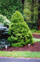 ALBERTA SPRUCE 7 GALLON