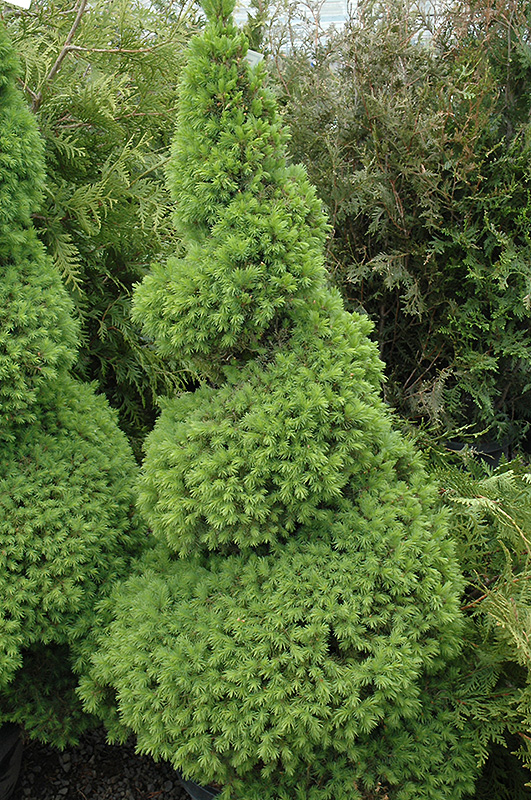 ALBERTA SPRUCE SPIRAL 10 GALLON