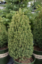 ALBERTA SPRUCE TINY TOWER 2 GALLON