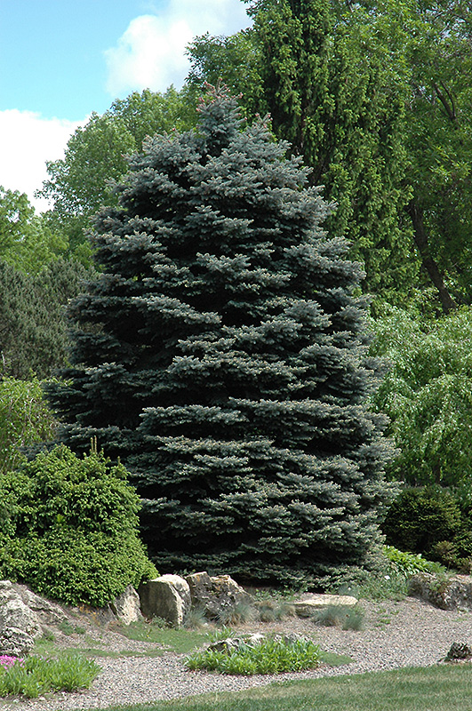 FAT ALBERT BLUE SPRUCE 20 GALLON