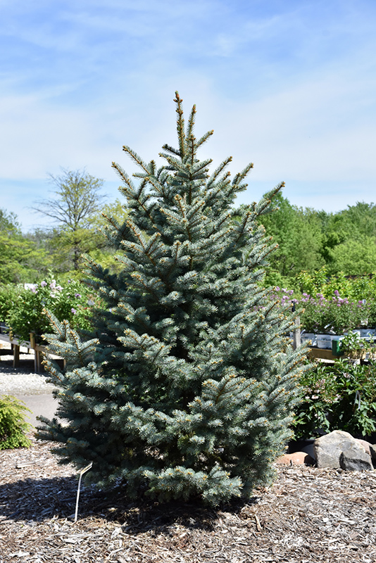 BAKERI SPRUCE 15 GALLON