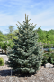 BAKERI SPRUCE 15 GALLON
