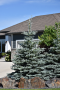 BABY BLUE SPRUCE 10 GALLON