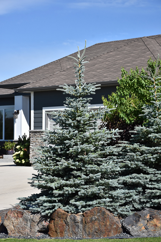 BABY BLUE SPRUCE 3 GALLON