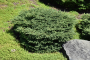 BIRDS NEST SPRUCE 2 GALLON