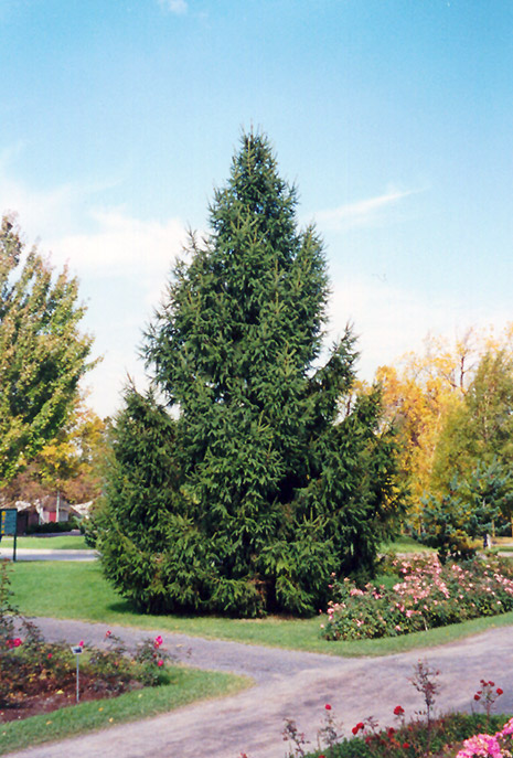 NORWAY SPRUCE 3 GALLON