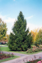 NORWAY SPRUCE 3 GALLON