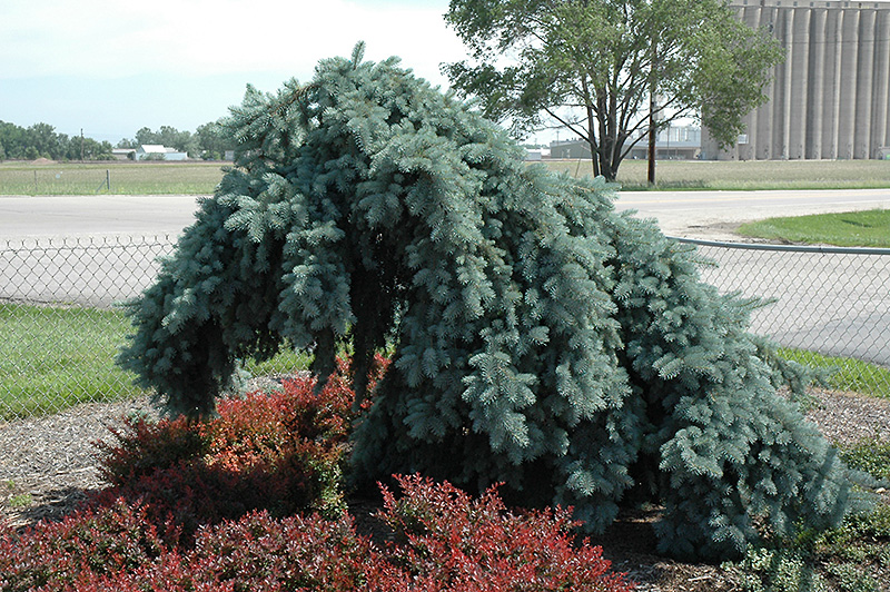 WEEPING BLUE SPRUCE 4-5'