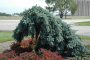 WEEPING BLUE SPRUCE 4-5'