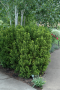 HICKSII YEW 3 GALLON