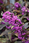 CALLICARPA, PEARL GLAM 5 GALLON