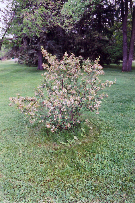 BLACK CHOKEBERRY 5 GALLON