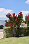 CRAPEMYRTLE, DYNAMITE 3 GALLON
